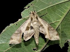 Eumorpha triangulum