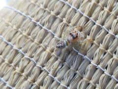 Opisthoncus quadratarius