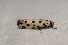 Ethmia sphaerosticha
