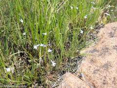Lobelia flaccida