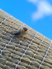 Opisthoncus quadratarius