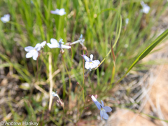 Lobelia flaccida