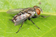 Miltogramminae