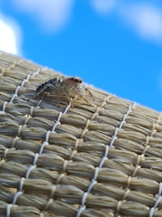 Opisthoncus quadratarius