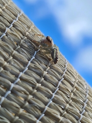 Opisthoncus quadratarius