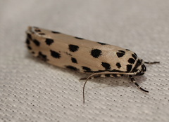 Ethmia sphaerosticha
