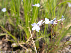 Lobelia flaccida