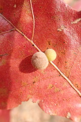 Atrusca carolina