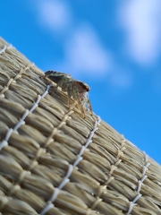 Opisthoncus quadratarius