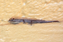 Lygodactylus chobiensis