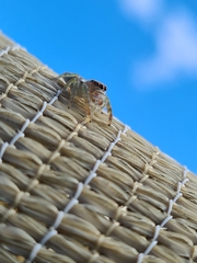 Opisthoncus quadratarius