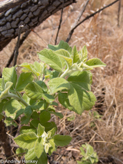 Vitex obovata wilmsii