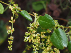 Muehlenbeckia adpressa