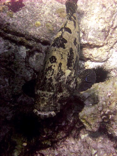 Grouper