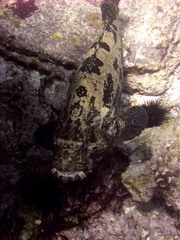 Grouper