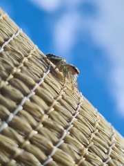 Opisthoncus quadratarius