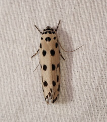Ethmia sphaerosticha
