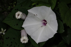 Ipomoea pandurata