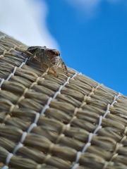 Opisthoncus quadratarius