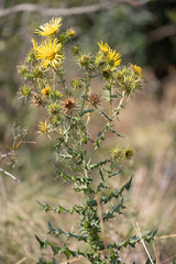 Berkheya bergiana