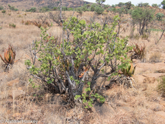 Vitex obovata wilmsii