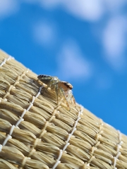 Opisthoncus quadratarius