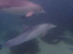 Tursiops