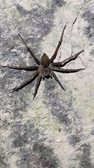 Dolomedes raptor