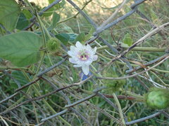 Passiflora vesicaria