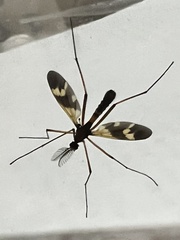 Ctenophora