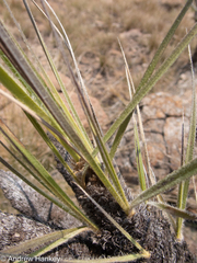 Xerophyta