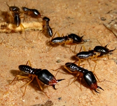 Macrotermes carbonarius