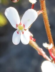 Stylidium ponticulus