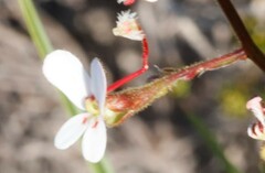 Stylidium ponticulus