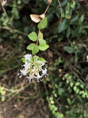 Abelia chinensis