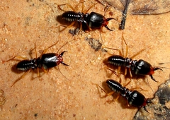 Macrotermes carbonarius