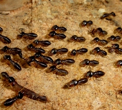 Macrotermes carbonarius