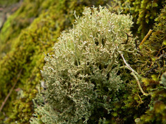Cladonia capitellata