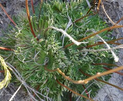 Stylidium ponticulus