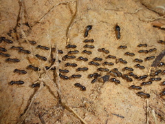 Macrotermes carbonarius