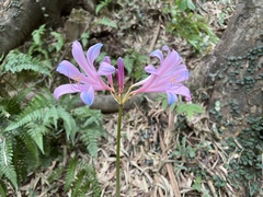 Lycoris sprengeri
