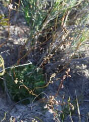 Stylidium ponticulus