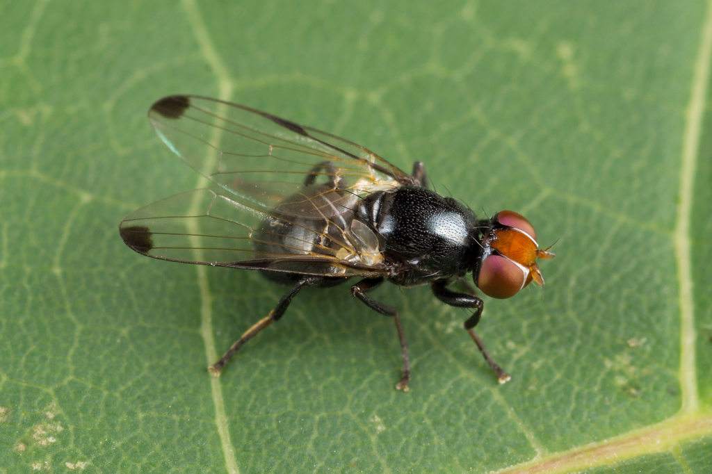 Ulidiinae