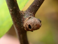 Pachypsylla