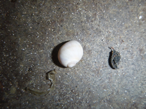 Notocochlis gualteriana