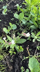 Silene latifolia alba