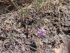 Ledebouria