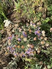 Galatella dahurica