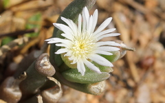 Delosperma herbeum
