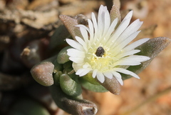 Delosperma herbeum